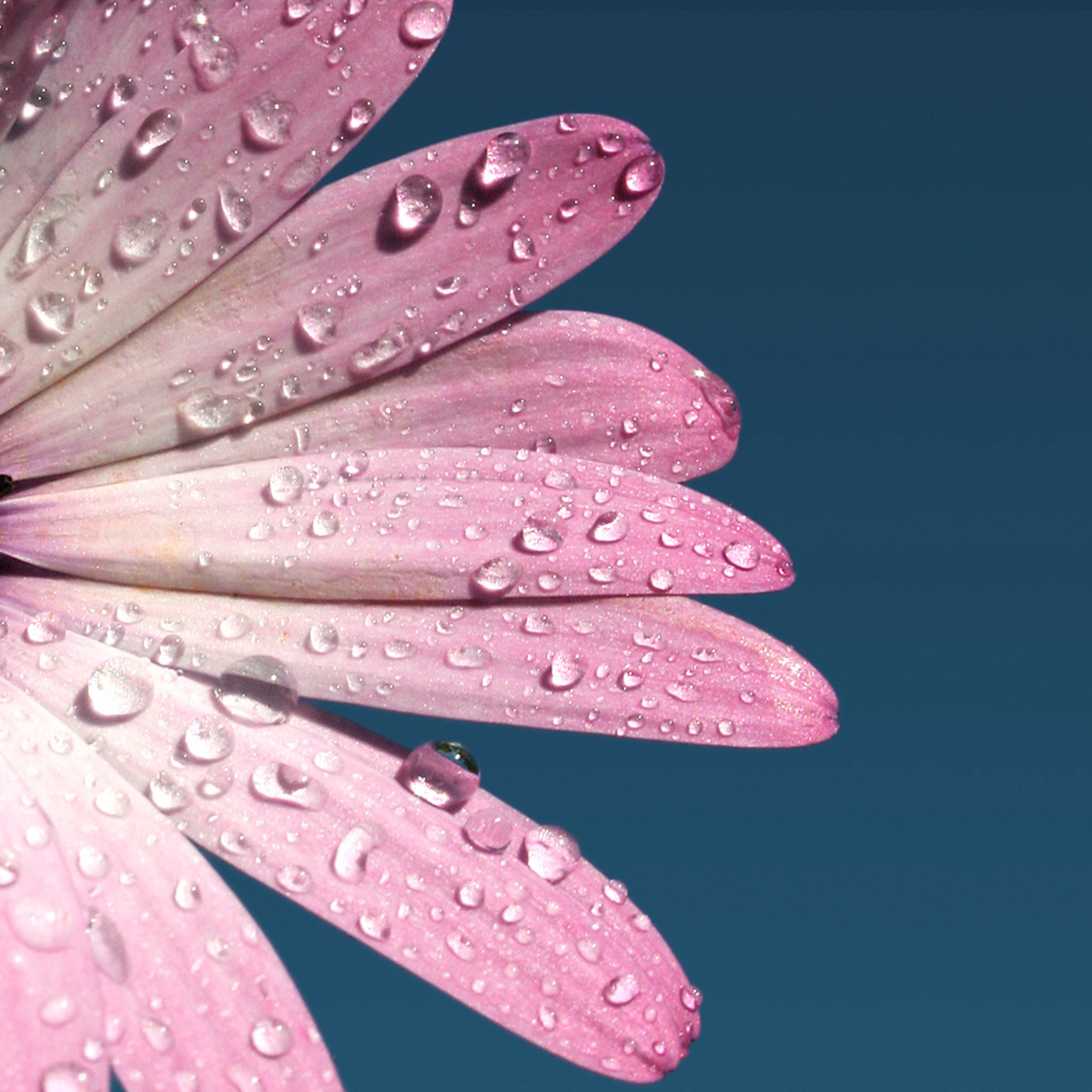 ipad pink daisy flower macro dew wallpapers petal air aesthetic ilikewallpaper background desktop weekends delivery mactrast iphone