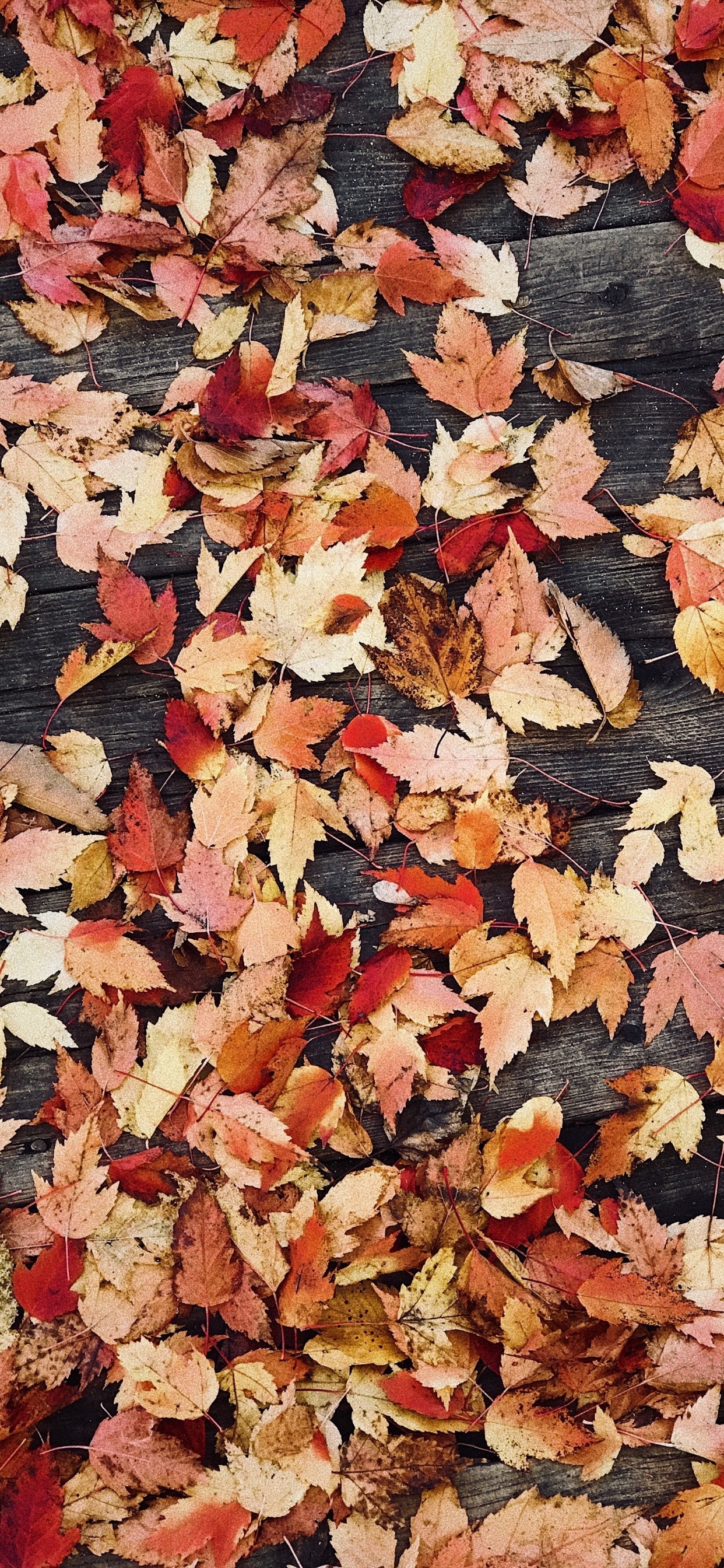 fall iphone wallpaper